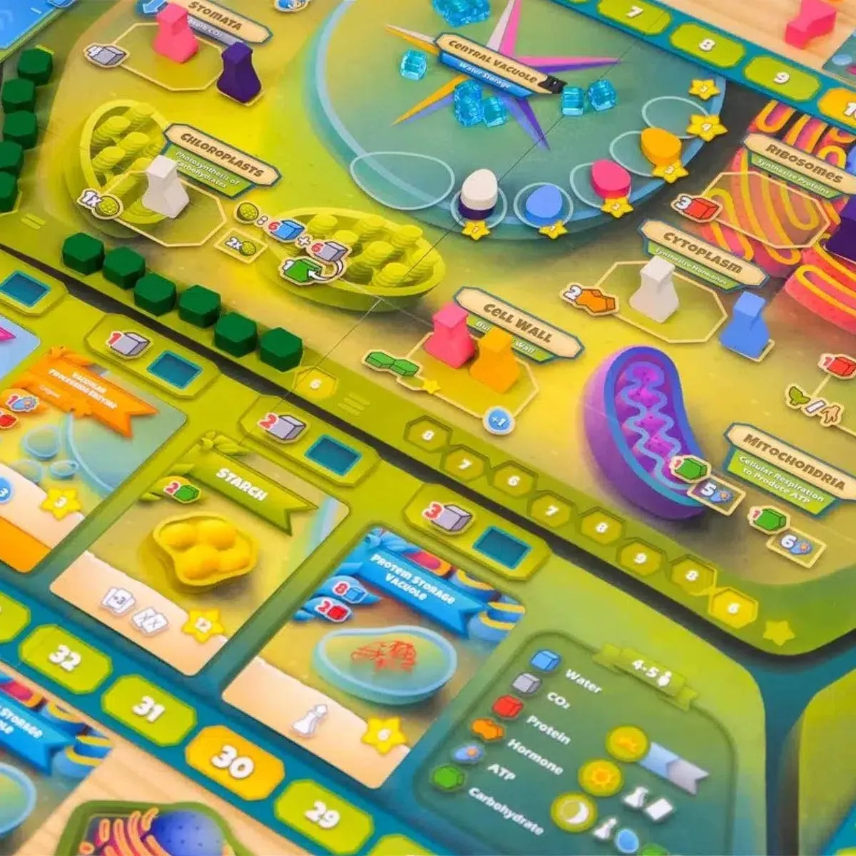 Cellulose: A Plant Cell Biology Game - Board Game - Genius Games